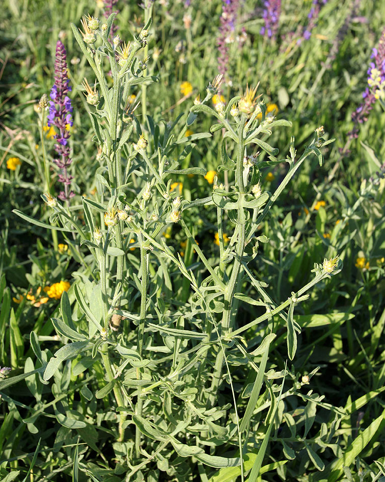 Image of Centaurea salonitana specimen.