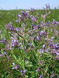 Nepeta ucranica