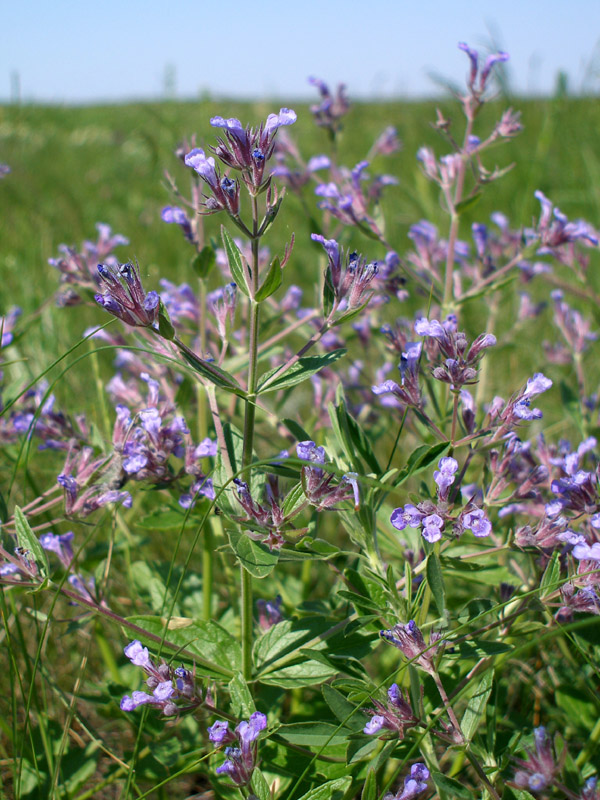 Изображение особи Nepeta ucranica.