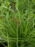 Carex schmidtii