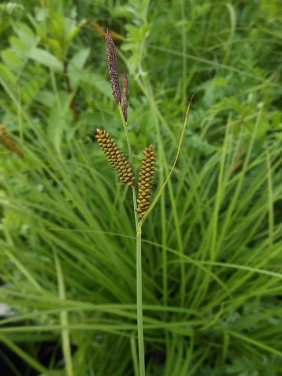 Изображение особи Carex schmidtii.