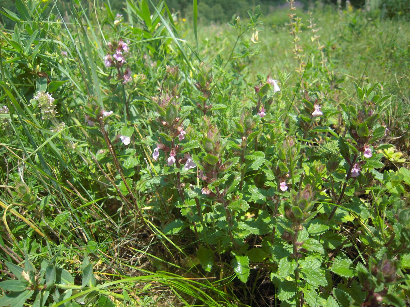 Изображение особи Teucrium chamaedrys.