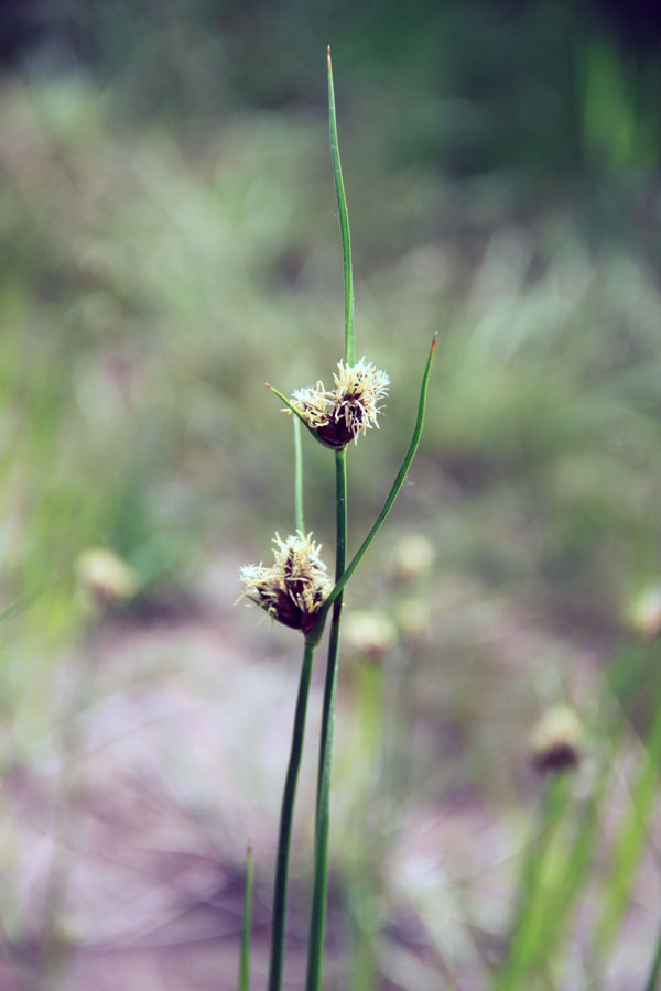 Изображение особи Bolboschoenus maritimus var. compactus.