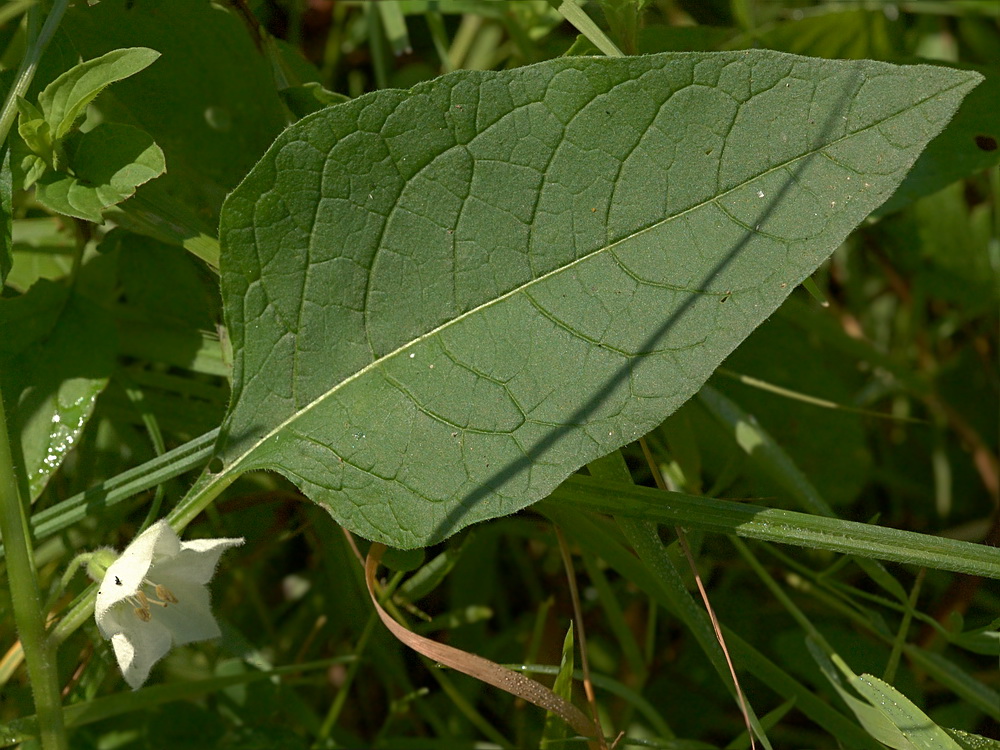 Image of Alkekengi officinarum specimen.