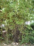 Phyllostachys nigra. Заросли. Южный берег Крыма, Никитский ботанический сад. 21 июля 2012 г.