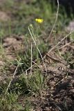genus Ranunculus. Цветущее растение. Южный Казахстан, горы Каракус; высота 800 м н.у.м. 20.04.2012.