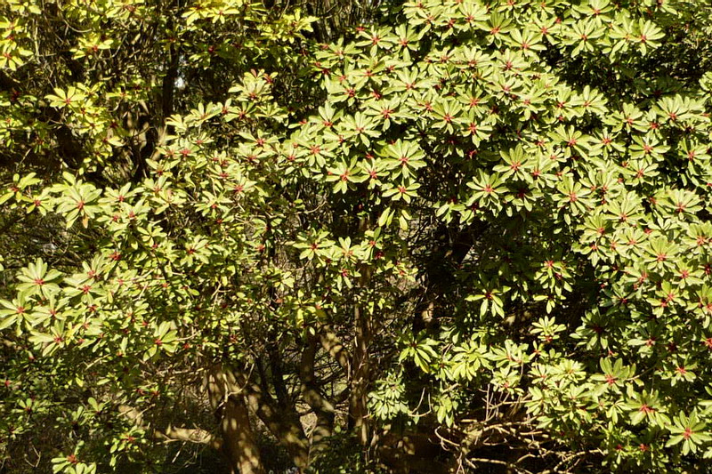 Image of Myrica rubra specimen.