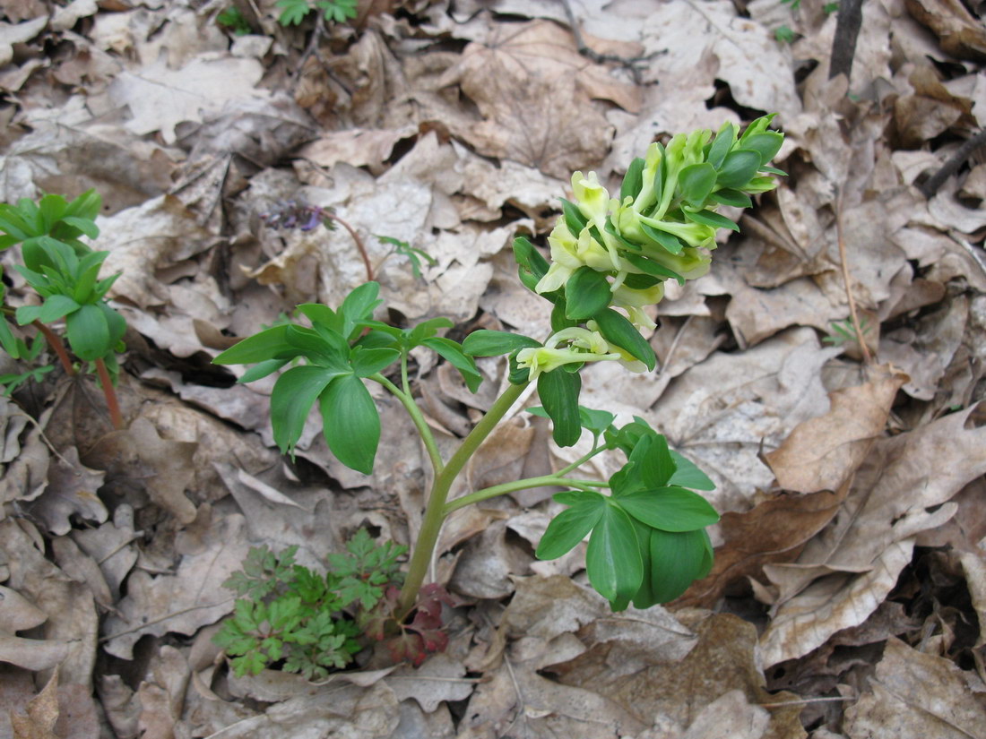 Изображение особи Corydalis marschalliana.