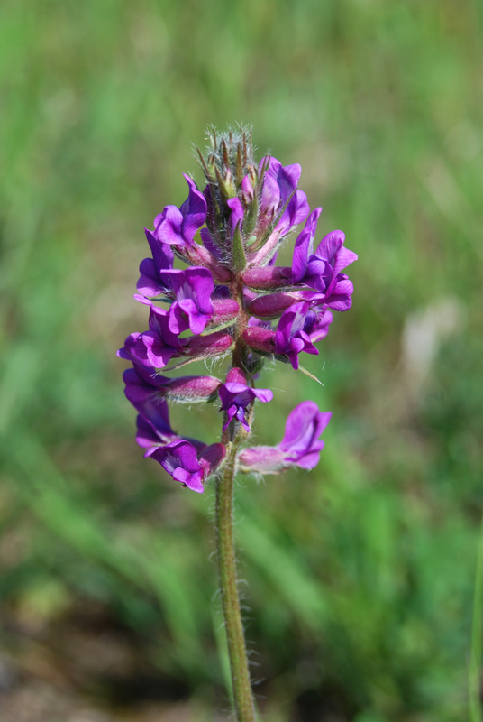 Image of Oxytropis ambigua specimen.