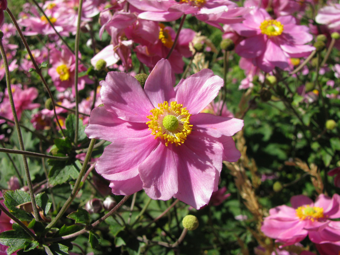 Image of Anemone hupehensis specimen.