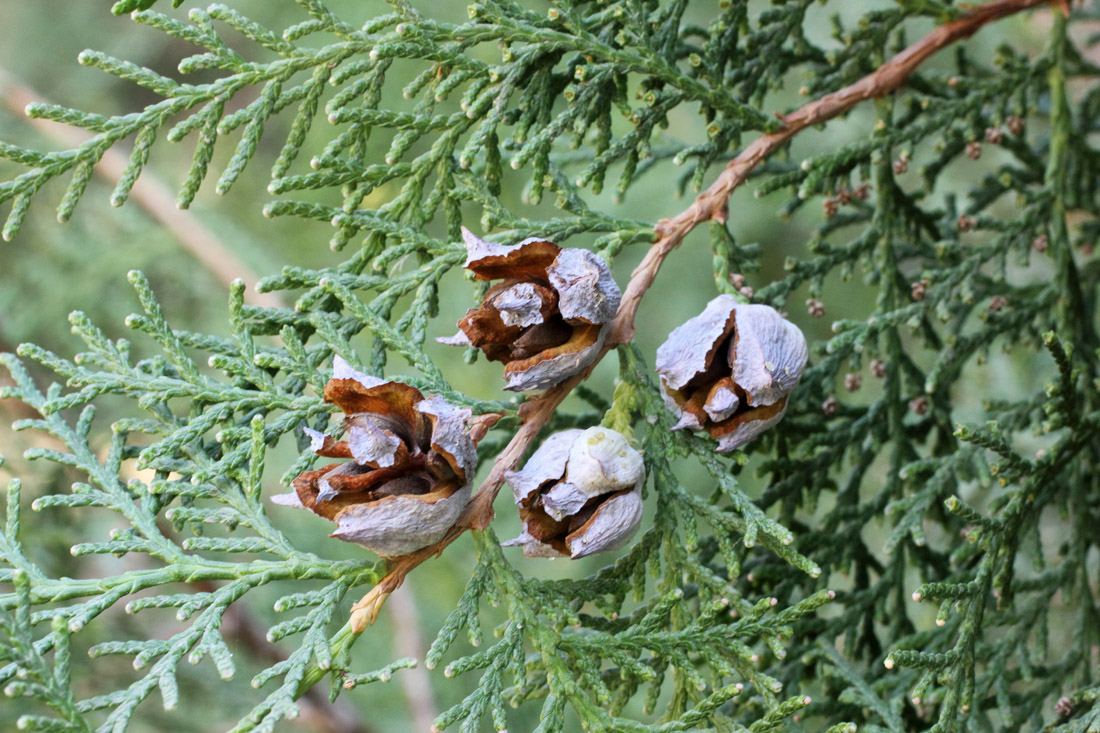 Изображение особи Platycladus orientalis.