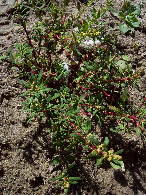 Image of Oxybasis glauca specimen.