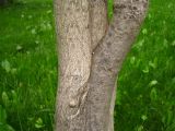 Juglans ailanthifolia. Часть ствола. Сахалин, окр. г. Южно-Сахалинска, лесопарковая зона. Июль 2012 г.