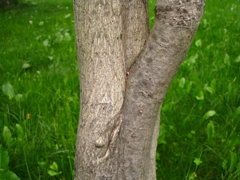 Image of Juglans ailanthifolia specimen.