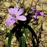 Barleria cristata. Верхушка цветущего растения. Горы Кумаон, Индия. 25.09.2012.