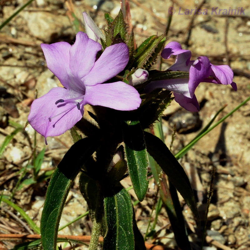 Image of Barleria cristata specimen.