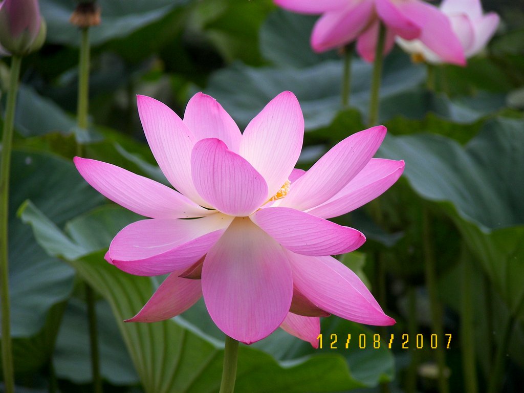 Image of Nelumbo komarovii specimen.