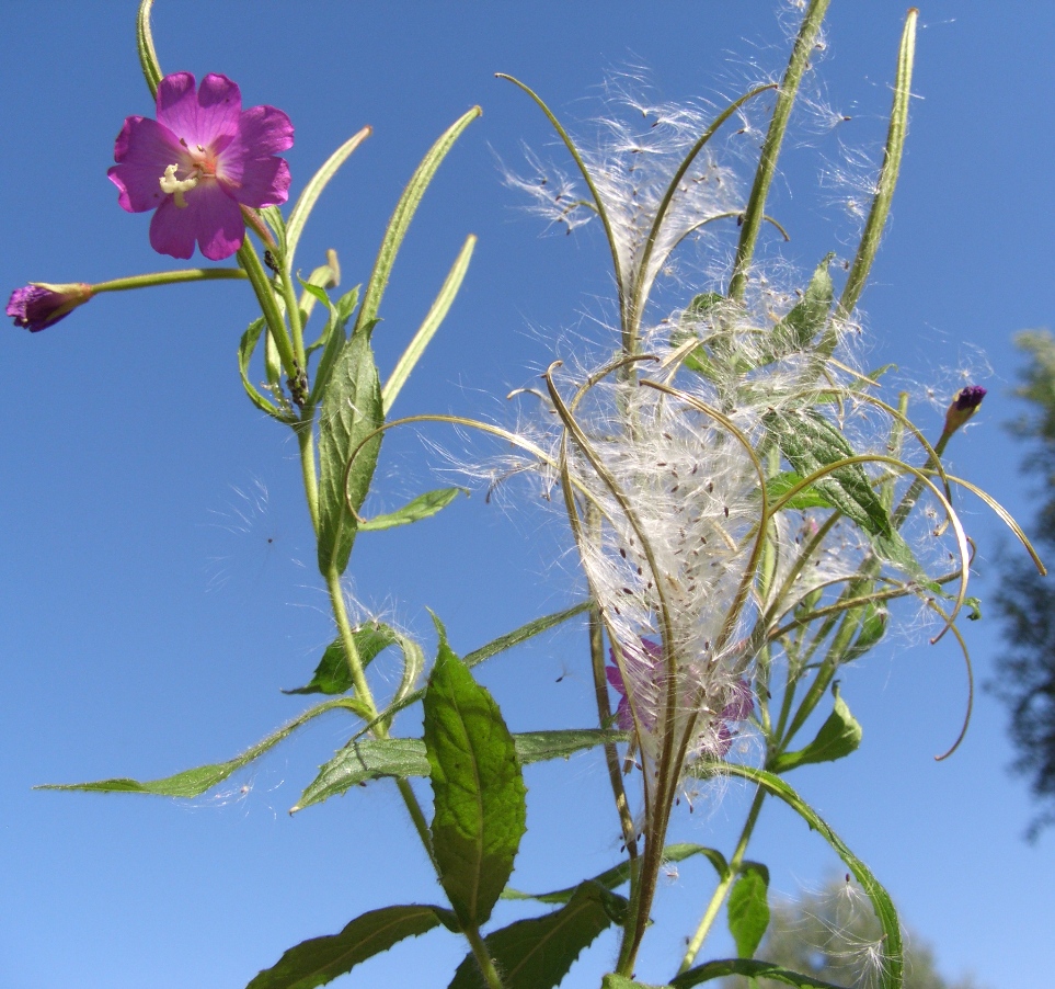 Изображение особи Epilobium hirsutum.