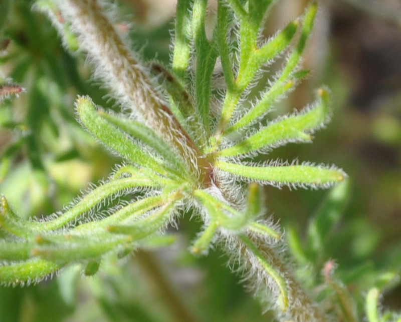 Image of Veronica jacquinii specimen.