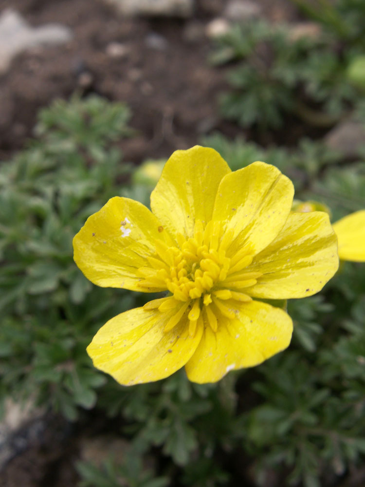 Изображение особи Ranunculus gelidus.