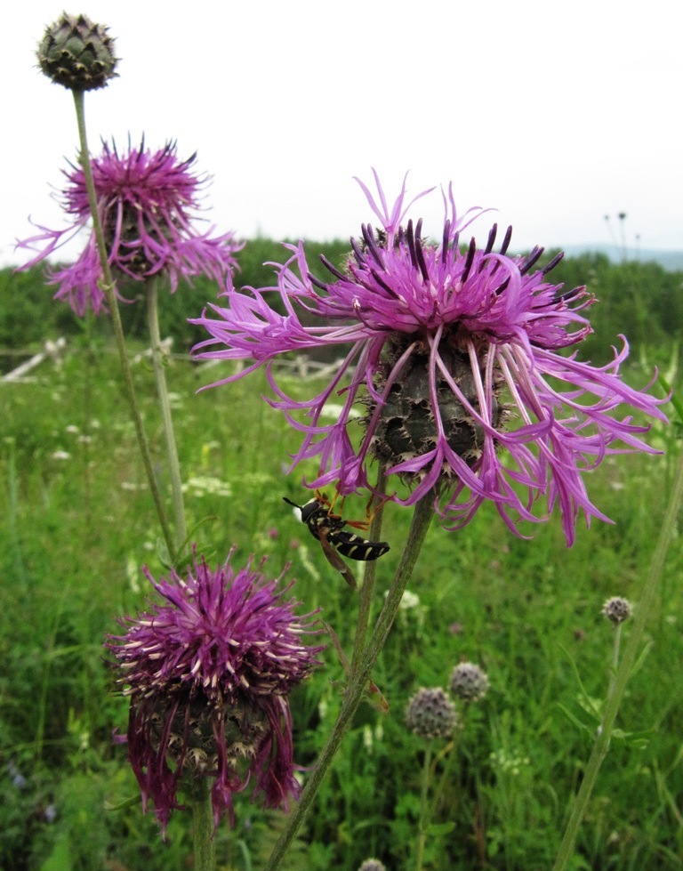 Изображение особи Centaurea scabiosa.