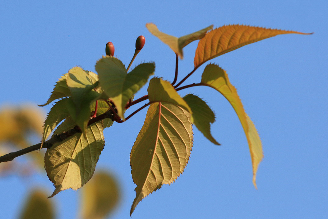 Изображение особи Cerasus sachalinensis.