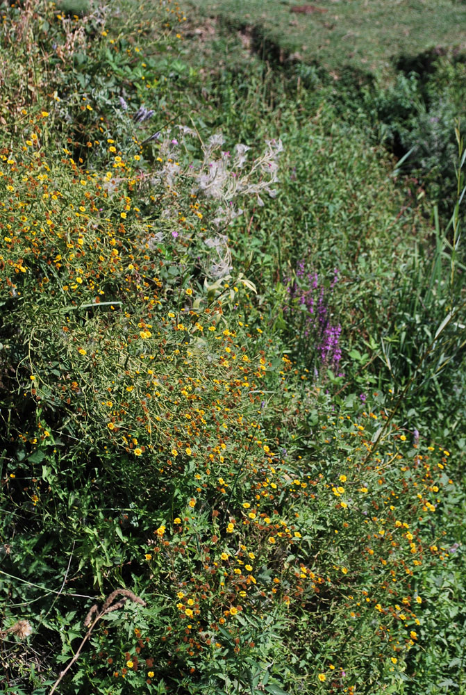 Изображение особи Pulicaria dysenterica.