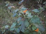 Arctium lappa. Цветущее растение с кормящимися Перламутровками Пафиями - Argynnis paphia (Linnaeus, 1758). Украина, Харьковская область, пос. Песочин. 11.07.2012.