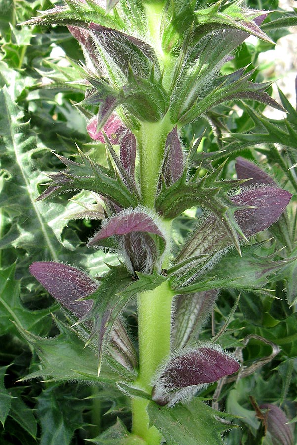 Image of Acanthus syriacus specimen.