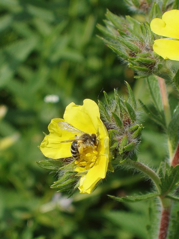 Изображение особи Potentilla recta.