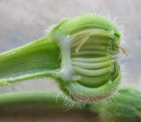 Image of taxon representative. Author is Марина Рыбка