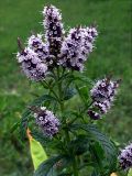 Mentha spicata