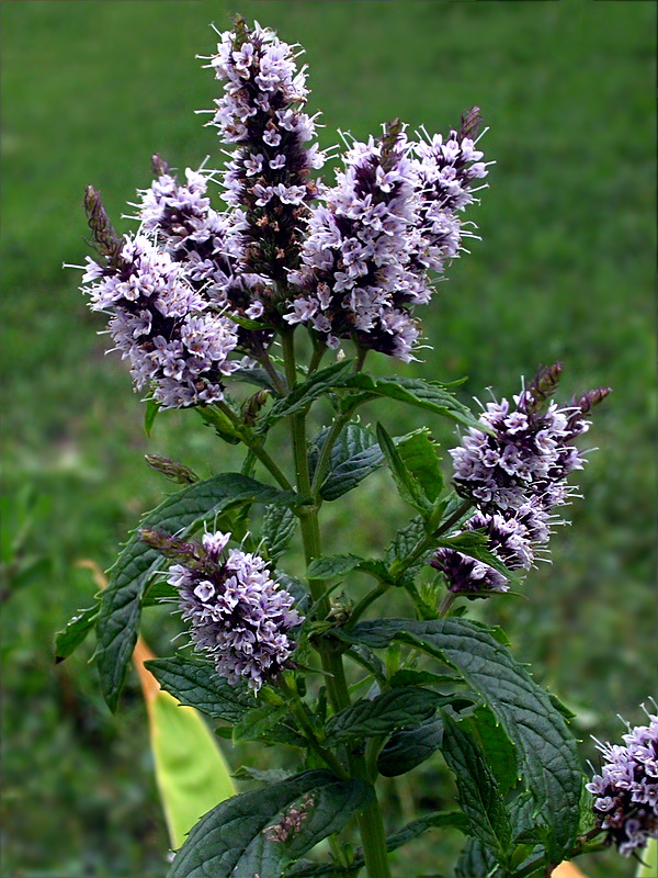 Изображение особи Mentha spicata.