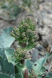 Steptorhamphus crassicaulis