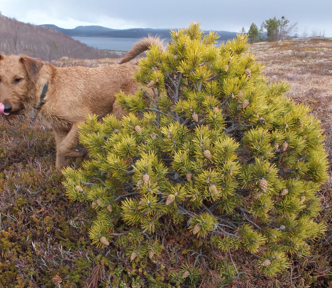 Изображение особи Pinus friesiana.