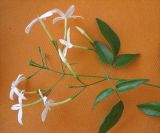 Jasminum azoricum. Верхушка побега с соцветием. Израиль, г. Беэр-Шева, городское озеленение. 08.05.2013.