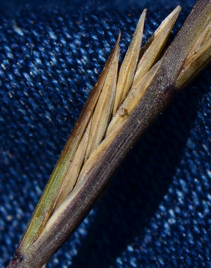 Image of Lolium rigidum specimen.