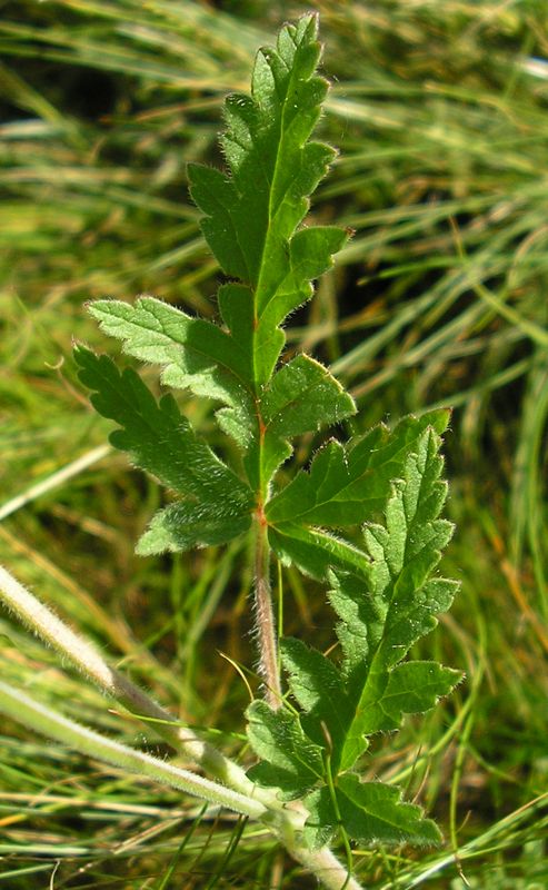 Image of Erodium ciconium specimen.