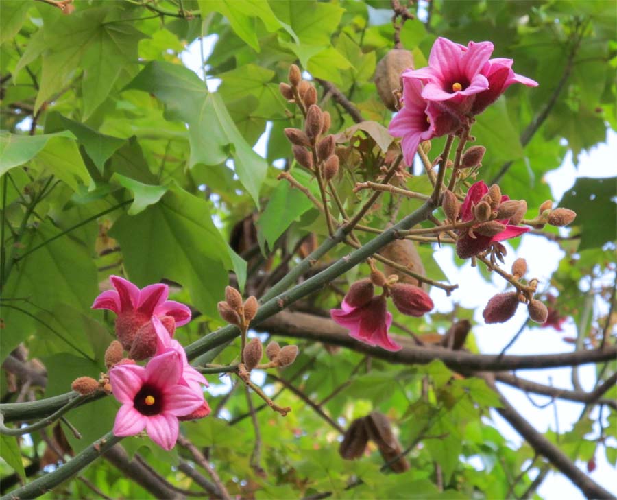 Изображение особи Brachychiton discolor.