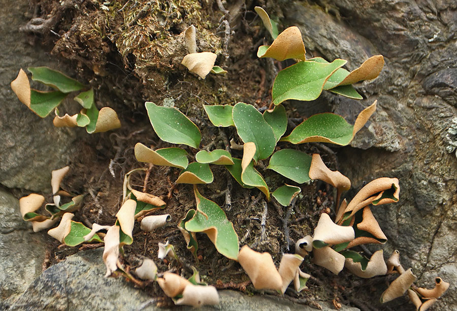 Image of Pyrrosia petiolosa specimen.