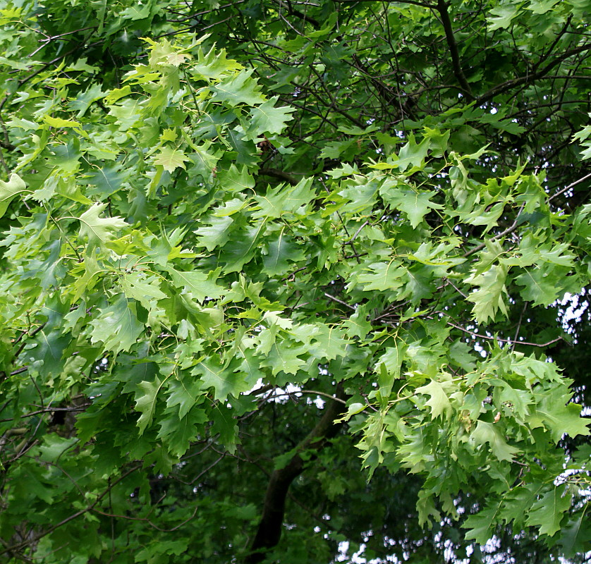 Изображение особи Quercus rubra.