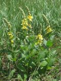 Verbascum ovalifolium