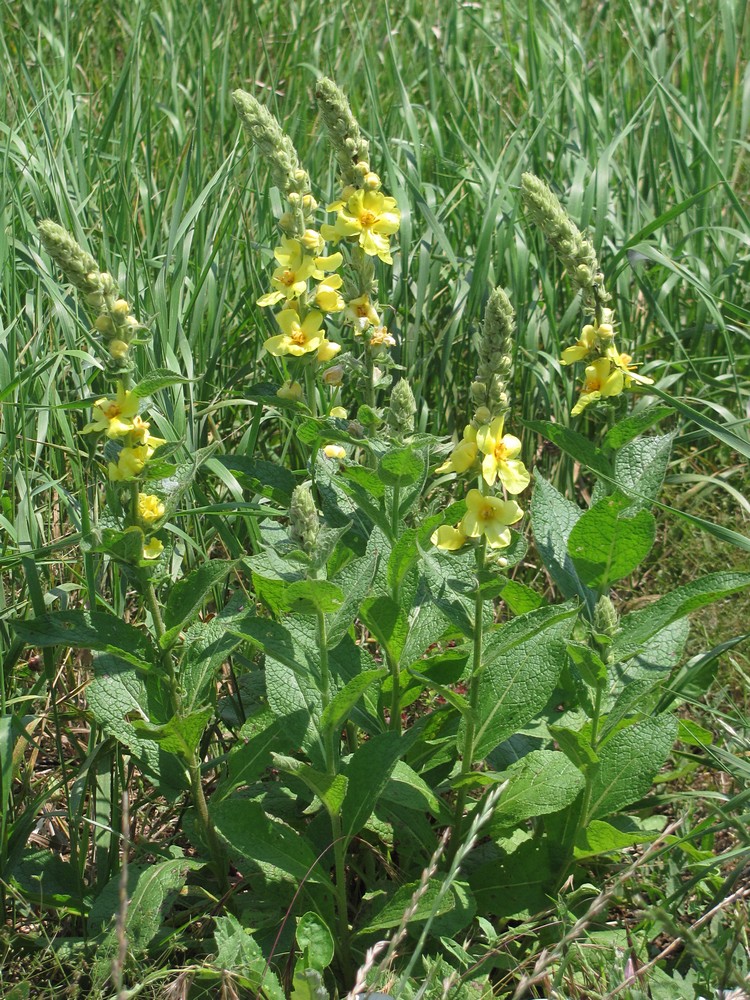 Image of Verbascum ovalifolium specimen.