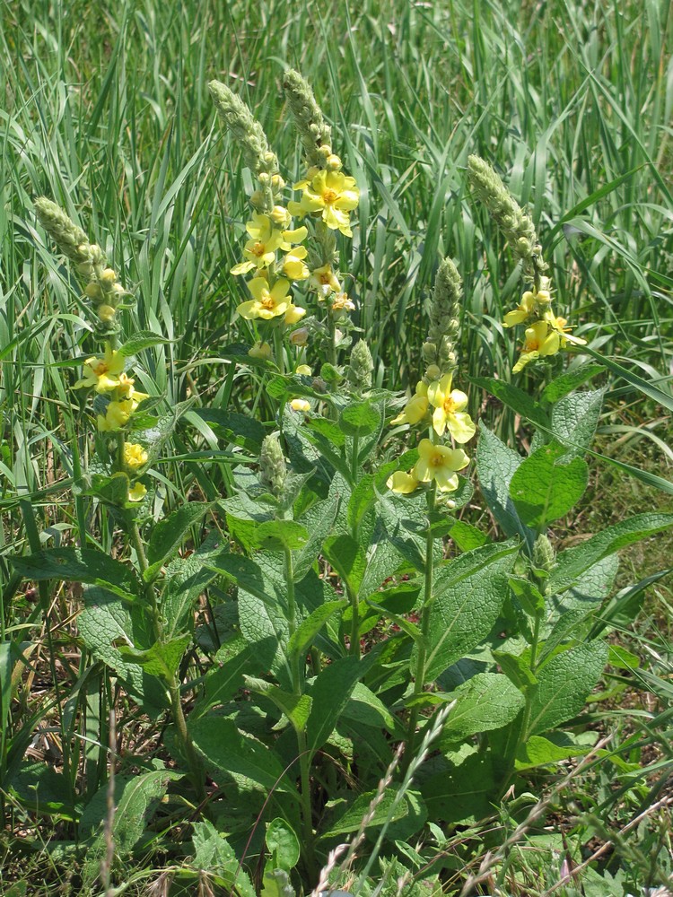 Изображение особи Verbascum ovalifolium.