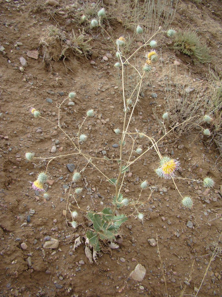 Изображение особи Cousinia talassica.