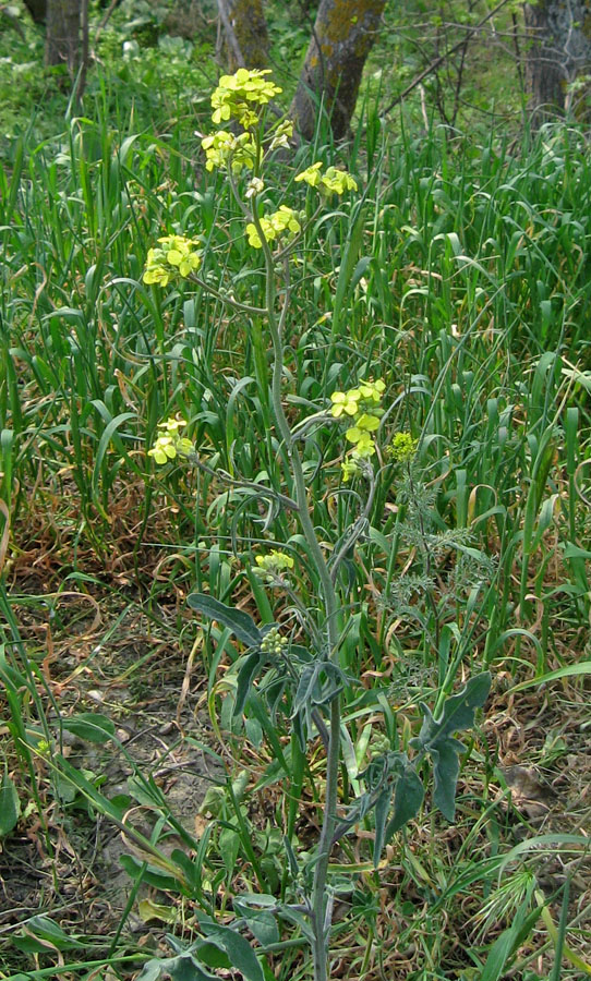 Image of Sisymbrium orientale specimen.