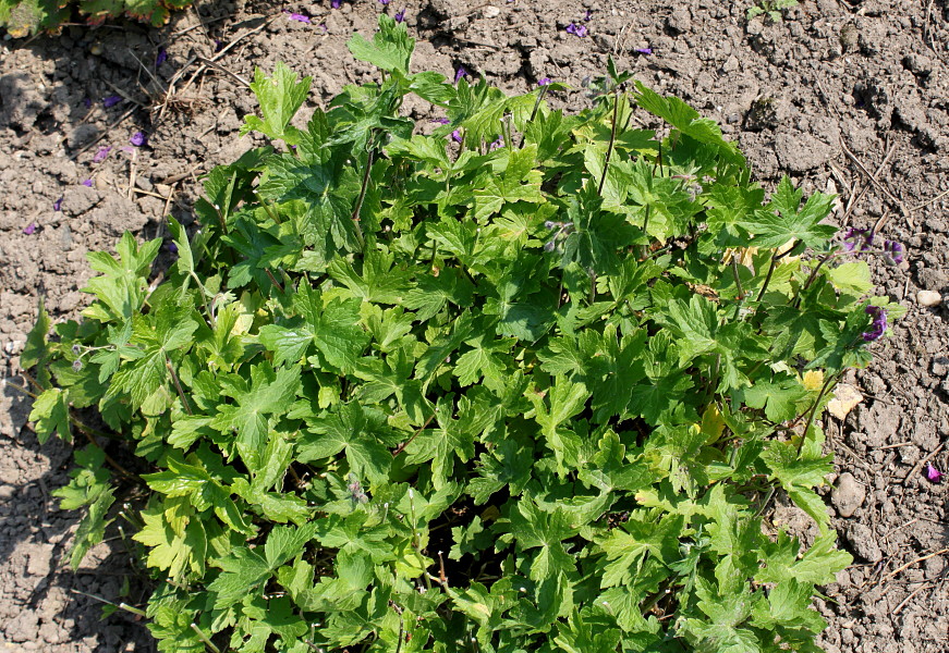 Image of Geranium phaeum specimen.