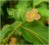 Euonymus verrucosus. Побег с цветком. Чувашия, окрестности г. Шумерля, высоковольтная линия за объездной трассой. 7 июня 2009 г.