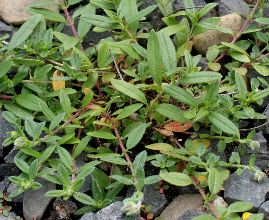 Image of Helianthemum grandiflorum specimen.