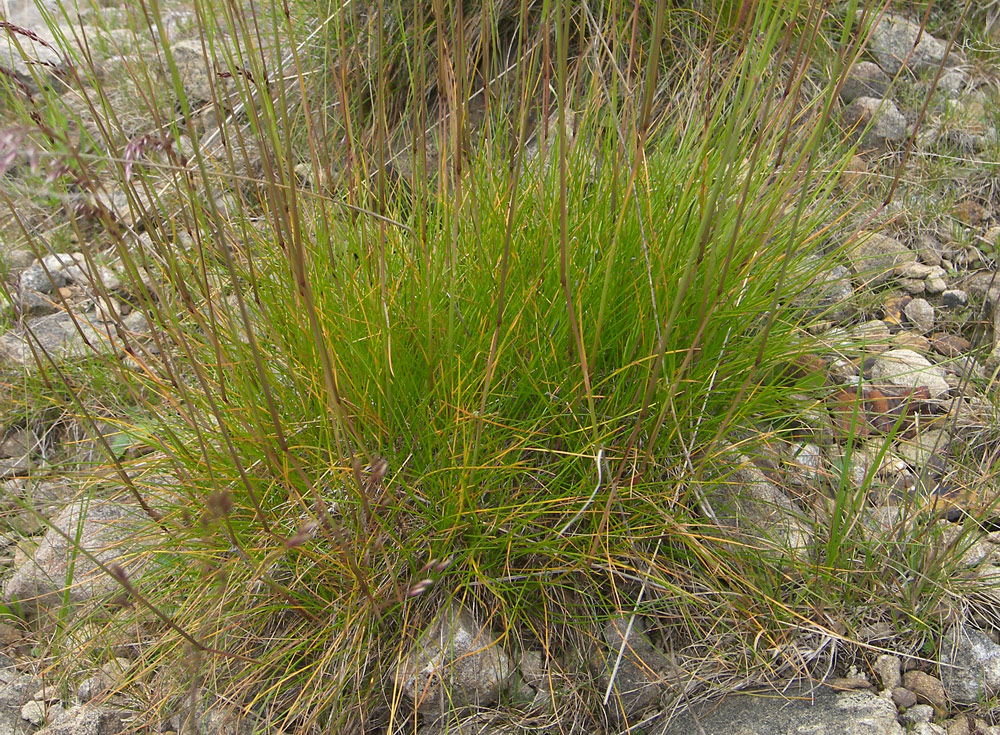 Image of Avenella flexuosa specimen.